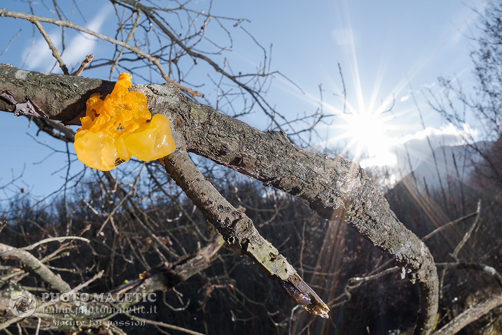 Possibile Tremella mesenterica?